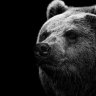 Dark_bear